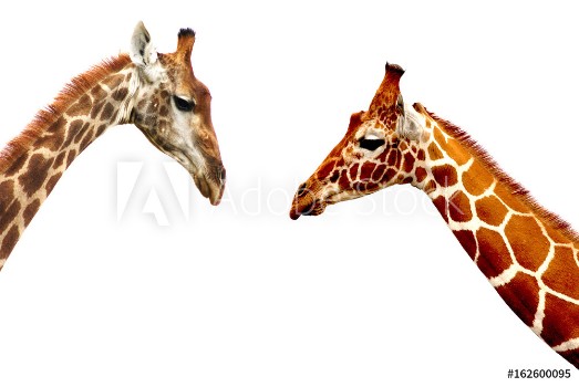 Image de Giraffe heads isolated on white background